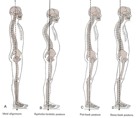 Cervical And Thoracic Spine Biomechanics Flashcards Quizlet