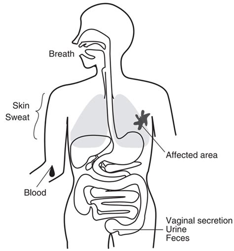 Volatile Organic Compounds Vocs Are Continuously Generated From Human Download Scientific