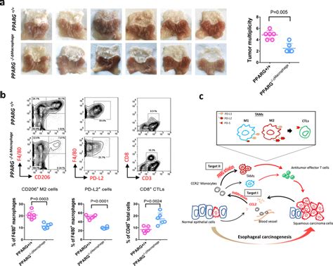 Blockade Of Tams M2 Polarization Via Macrophage Specific Pparg Deletion