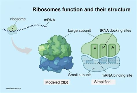 Ribosome - protein factory - definition, function, structure and biology