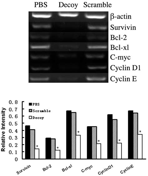 Inhibitory Effects Of Decoy ODN Targeting Activated STAT3 On Human