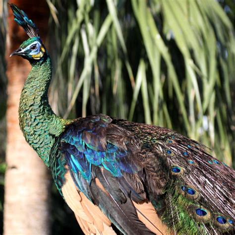 Javagreen Peafowl