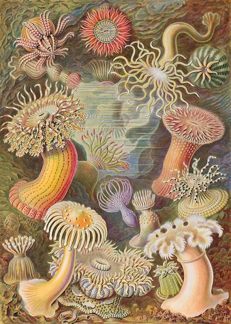 Ernst Haeckel: The Man Who Merged Science with Art