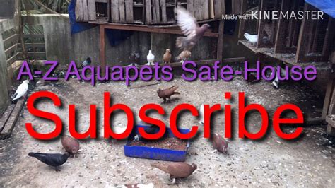 How To Make Grit For Pigeons In Malayalam A Z Aquapets Safe House YouTube