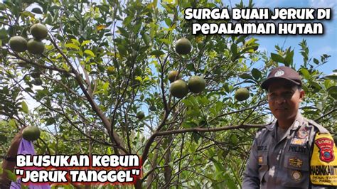 Berburu Jeruk Tanggel Dipedalaman Hutan Randublatung Blora Edisi