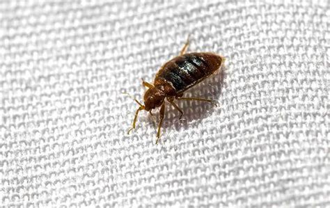 Definitive Guide & Prevention Tips to Manage Bed Bug Infestation