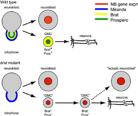 Single Neuroblast Prospero Mutant Clones Have Ectopic Neuroblast