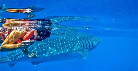 Cancun Swim With Whale Sharks Boat Tour Getyourguide