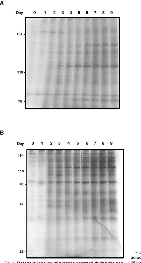 Figure From A Proteomic Approach For Identification Of Secreted