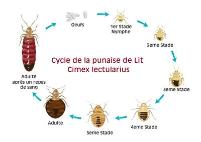 Punaise de lit Comment la reconnaître sa reproduction sa nourriture