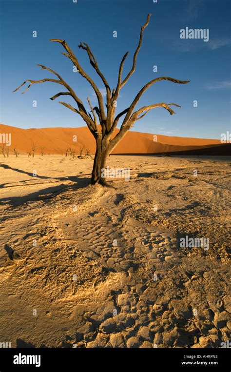 Dead Vlei Namib Naukluft Nationalpark Namibia Stockfotografie Alamy