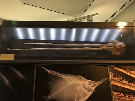 Narwhal Skull