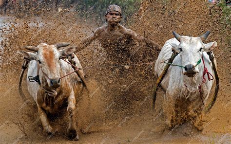 Festival Pacu Jawi Carrera Tradicional De Toros En Tanah Datar