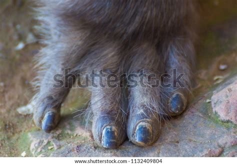 Fingers Native Japanese Macaque Macaca Fuscata Stock Photo 1132409804 ...
