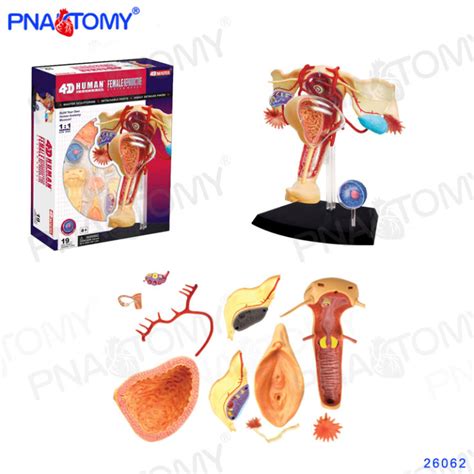 Female Genital Organs Model Reproductive System Anatomy Model