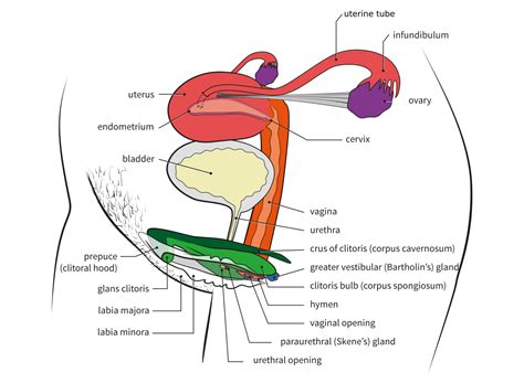 Female Reproductive Anatomy Side View