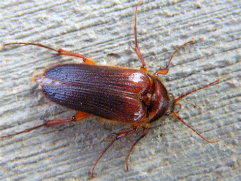 Rain Click Beetle Scaptolenus Lecontei Bugguide Net