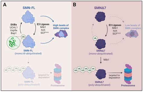 Ijms Free Full Text Ubiquitination Insight From Spinal Muscular