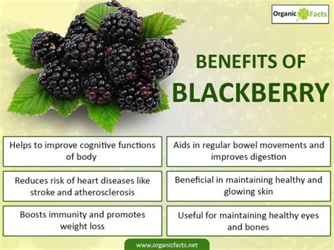 Health Benefits Of Blackberries Nikki Kuban Minton