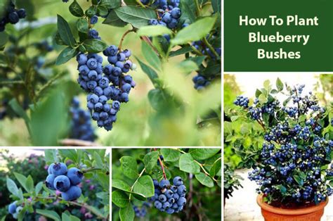 How To Plant Blueberry Bushes Grow Them In Ground Or Pots