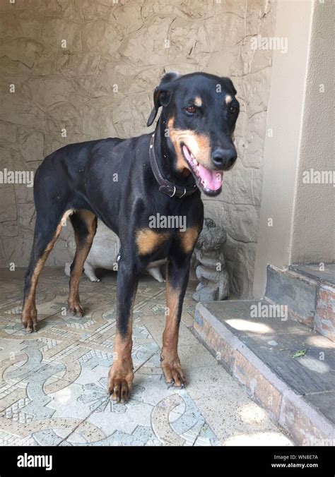 Doberman Pinscher Standing Hi Res Stock Photography And Images Alamy