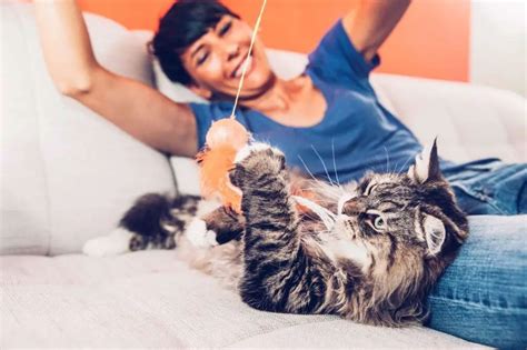 6 Sencillos Consejos Para Ayudar A Tu Gato A Perder Peso