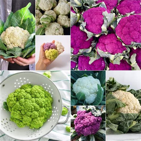 Buy Cauliflower Heirloom Mix Seeds Online Happy Valley Seeds