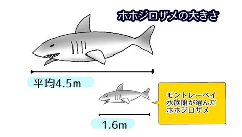 ホホジロザメが水族館にいない理由 クマの動物研究