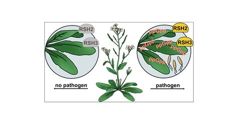 Bacterial Pathogen Infection Triggers Magic Spot Nucleotide Signaling