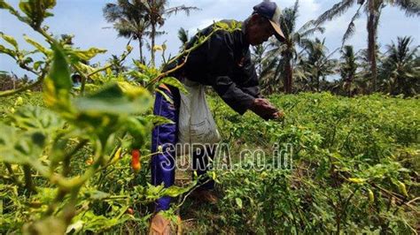 Harga Cabai Rawit Masih Mahal Petani Di Kabupaten Banyuwangi Panen