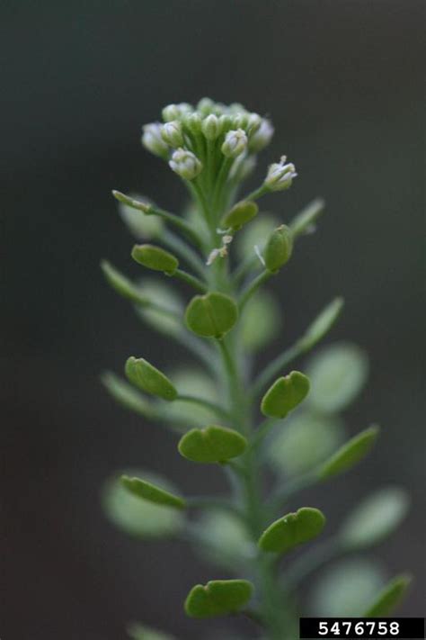 Field Pennycress Thlaspi Arvense L