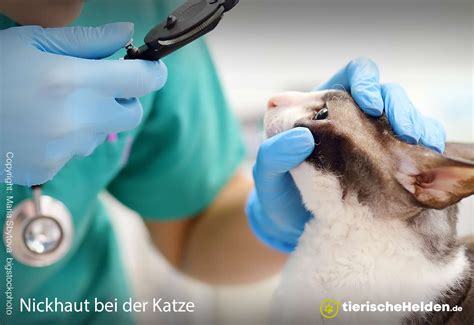 Tumore Bei Katzen Ursache Symptome Und Behandlung Tierischehelden De