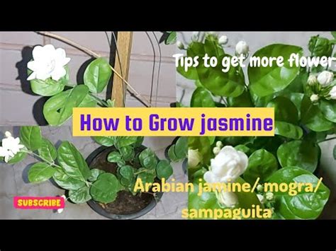 How To Get Lots Of Flowers On Mogra Jasmine Plant Mogra Growing Tips