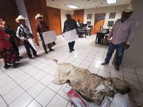 Protestan Con Vaca Muerta En Sader