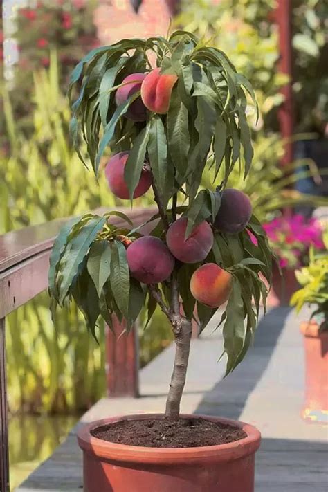 Dwarf Fruit Trees Fruit Plants Fruit Garden Garden Trees Vegetable