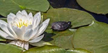 Free Images Water Nature White Leaf Petal Bloom Lake Pond