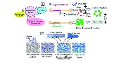 Schematic Representation Of The Bone Engineering Techniques Used In