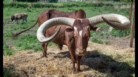 African Watusi Cattle