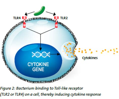 Procalcitonin Pct Levels And Pathogen Variability