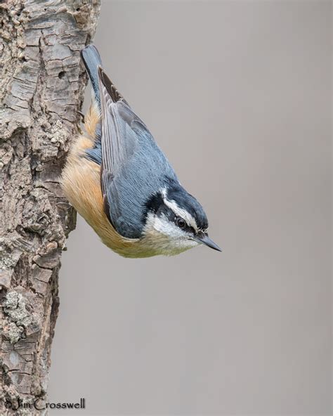 Red Breasted Nuthatch Birdforum