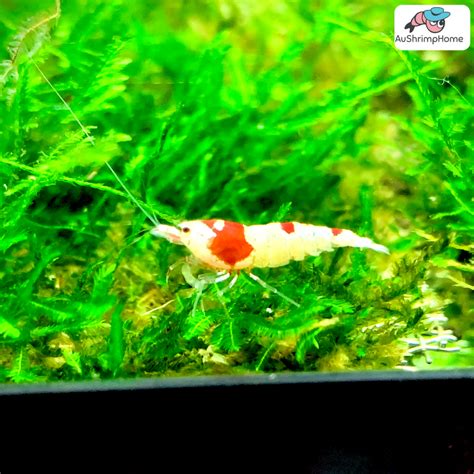 Pure Red Line Crystal Red Shrimps Prl For Sale Aushrimphome