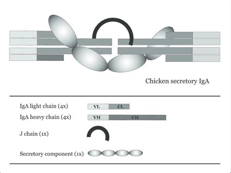 Schematic overview of the structure of chicken secretory IgA. Below ...