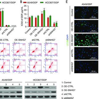 Snhg Regulates Nsclc Cell Ddp Resistance By Promoting Autophagic And