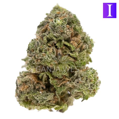 Blueberry Gas Aa Indica Ganja West Online Dispensary Shop