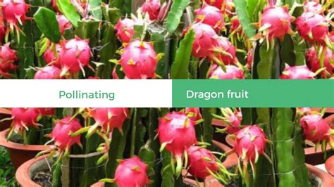 Hand Pollinate Dragon Fruit Plants For More Fruits Youtube