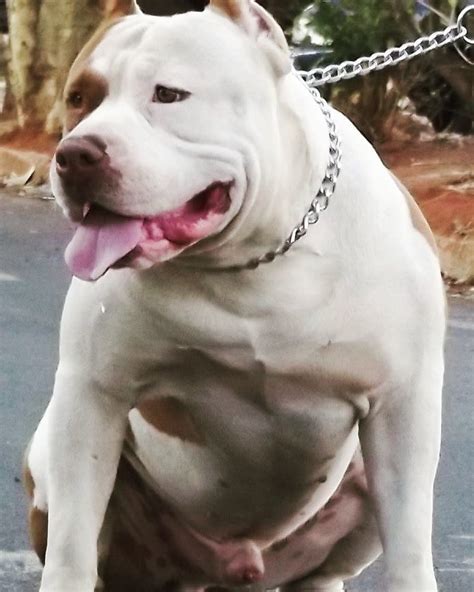 Filhote F Mea Sable De Pitbull Pit Monster Mercado Livre