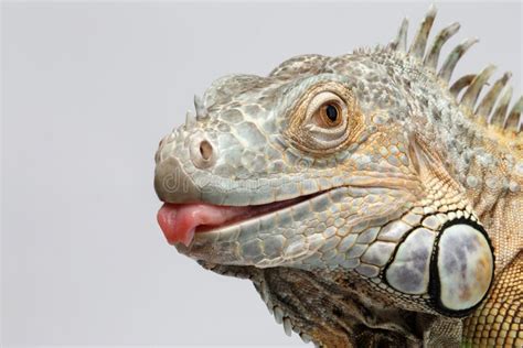 Closeup Green Iguana Showing Tongue On White Stock Image Image Of