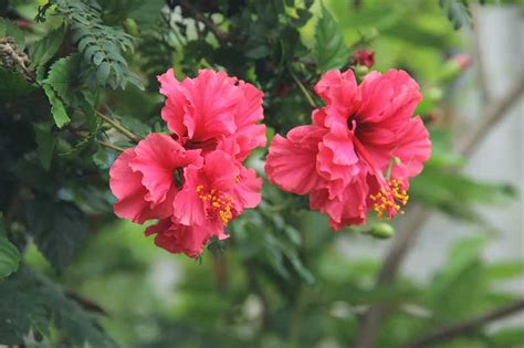 Hibiscus Flowers Keep Cultural And Medicinal Values Nursey News