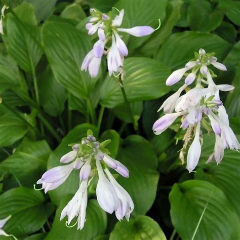 August Lily Hosta Plantaginea Flower Leaf Care Uses