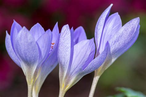 All About Crocus How To Plant Grow And Care For Crocus Florissa